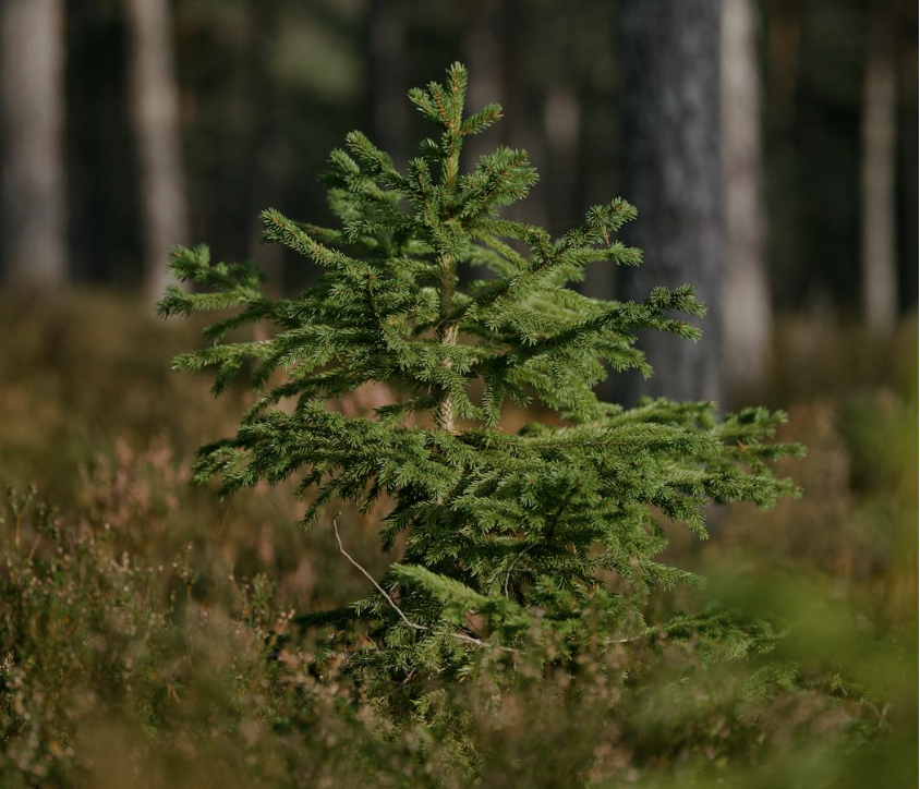 Cum să plantezi bradul de Crăciun și să-i dai o a doua viață