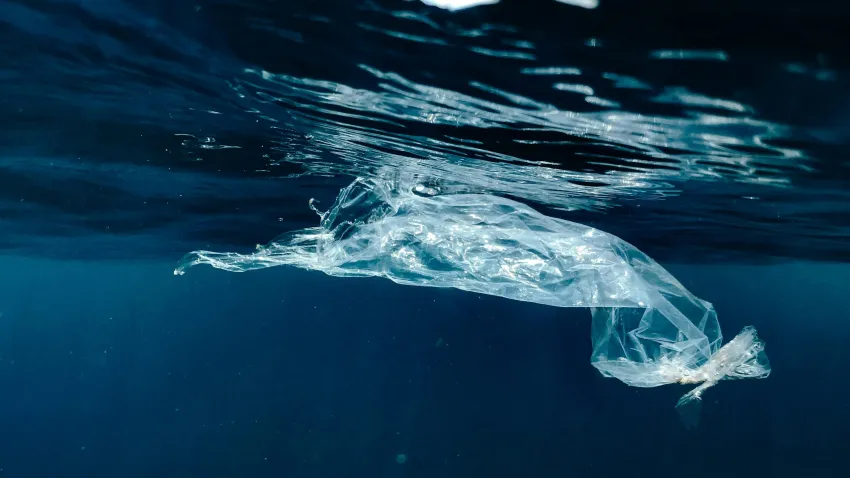 Microplastice găsite în șprot, midii și rapană din Marea Neagră: ce arată studiile și ce riscuri există pentru consumatori