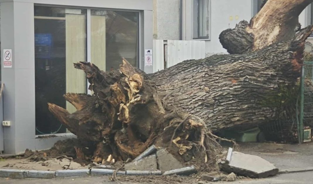 stejar codrii vlasiei