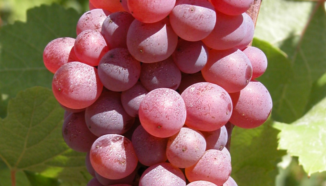 Chardonnay Rosé strugure