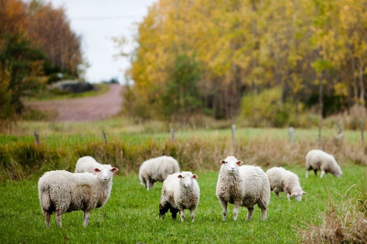 SHEEP