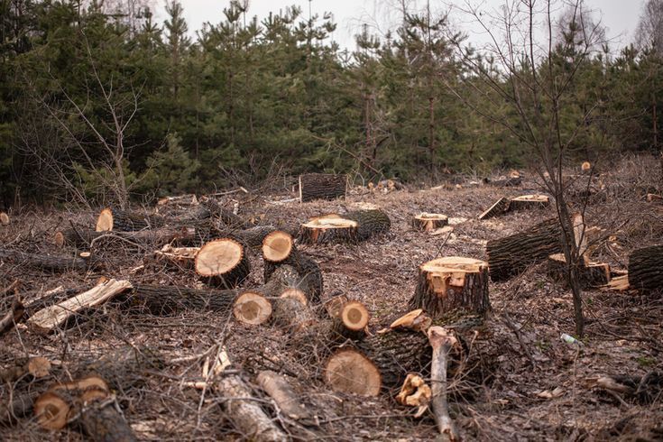 Peste 5.800 de arbori tăiați ilegal într-o pădure din Brașov. Autoritățile pregătesc sesizări penale Peste 5.800 de arbori tăiați ilegal într-o pădure din Brașov. Autoritățile pregătesc sesizări penale