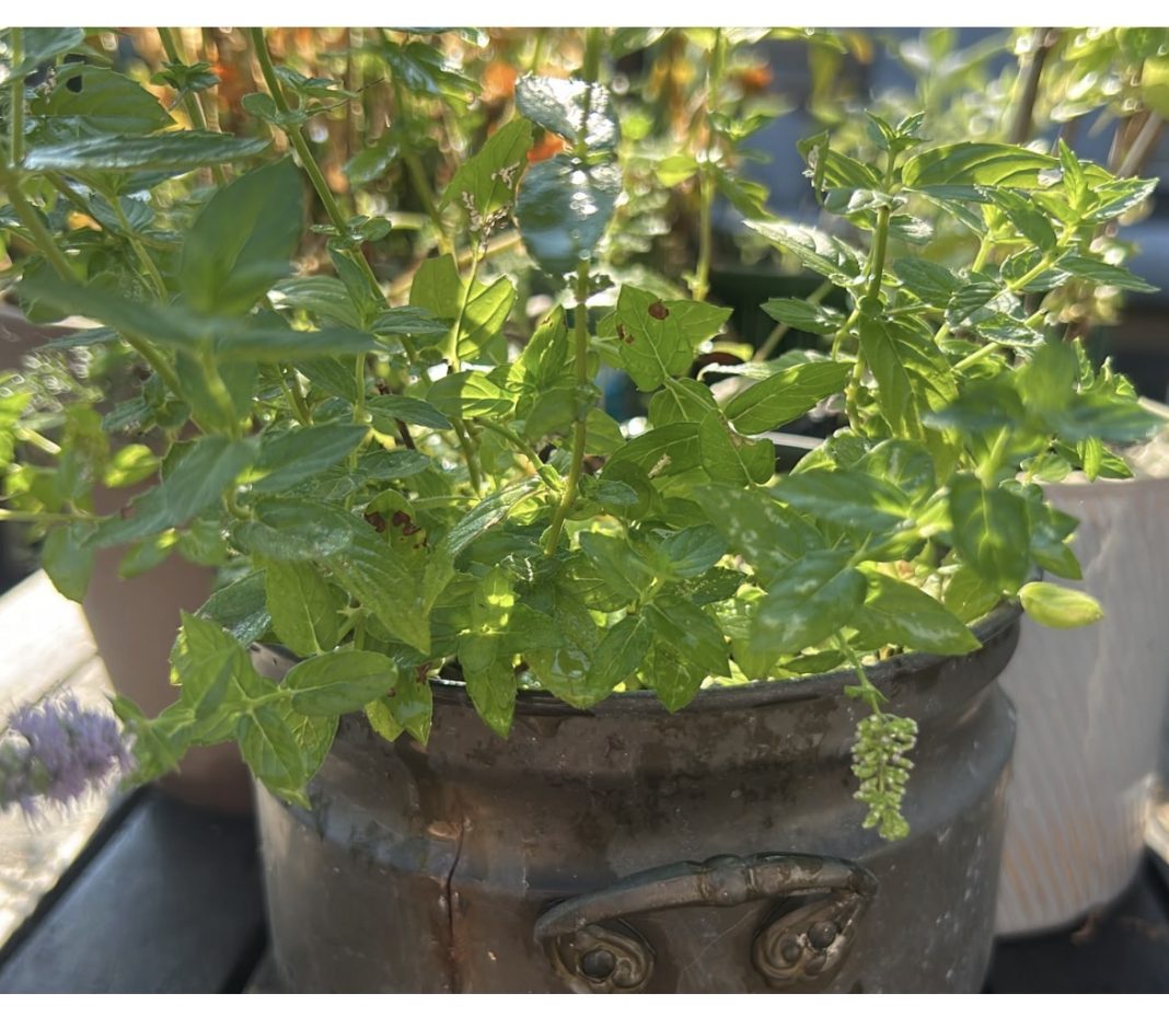 menta agroteca