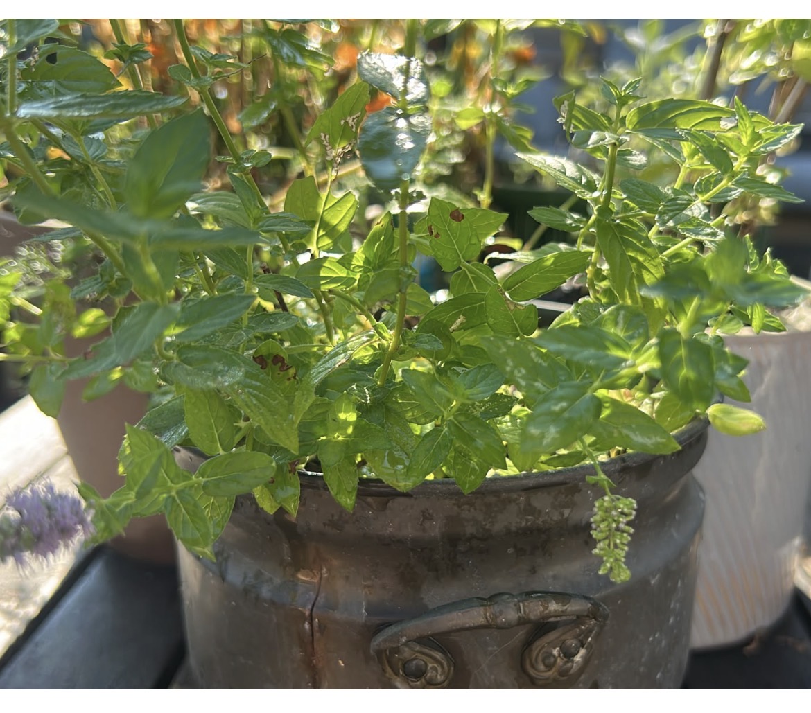 menta agroteca