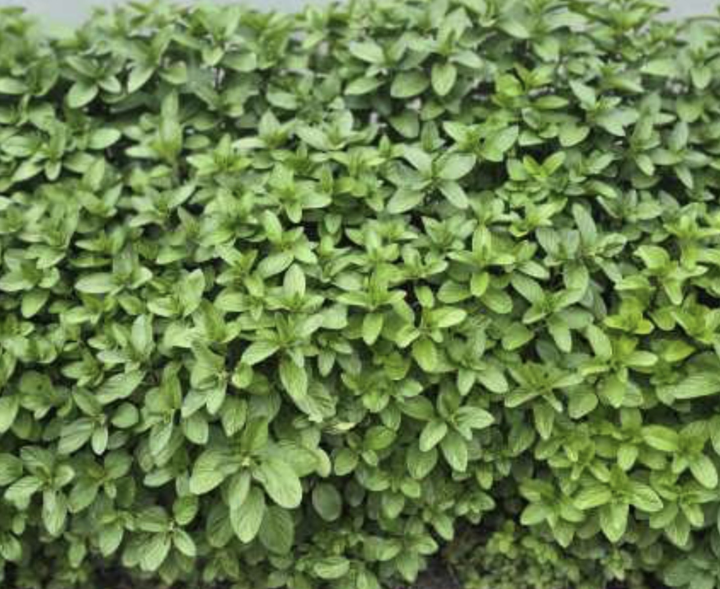 menta agroteca