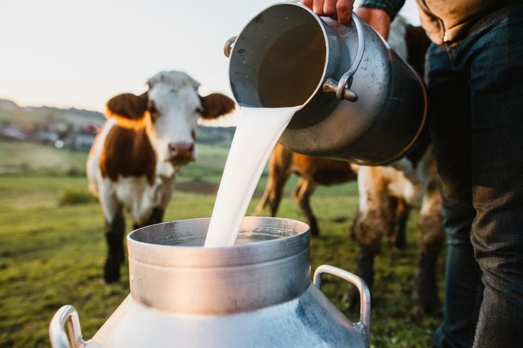 Farmer pouring fresh milk into a container while a cow looks on in the background_